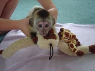 Macacos capuchinhos disponíveis